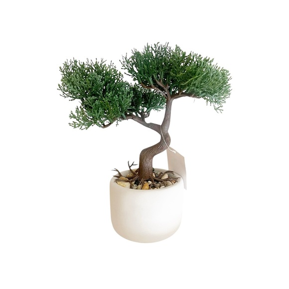 Miniature Bonsai Tree in White Pot - Picture 2 of 2